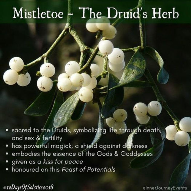 The Druid's Herb: