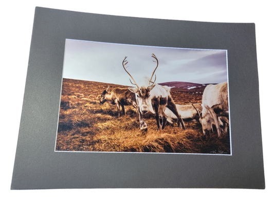 Cairngorn Reindeer 1 Print