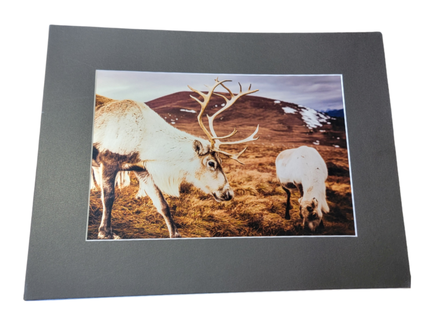 Cairngorn Reindeer 2 Print